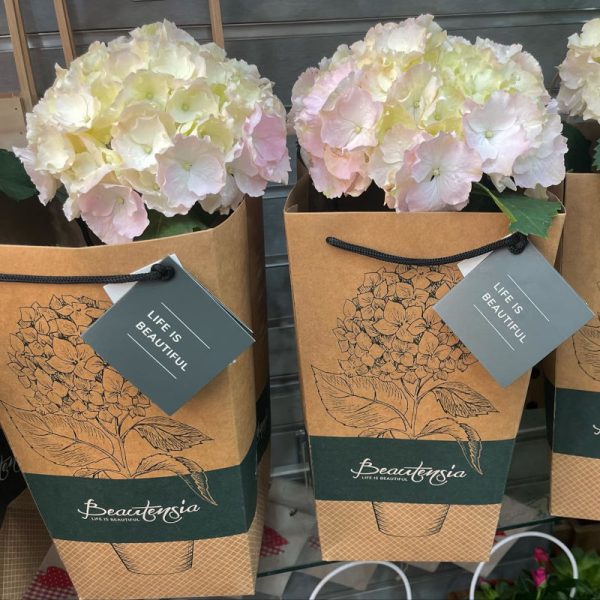Hortenzia 'Light pink' trendi táskával