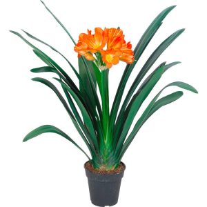 Klívia - Szobaliliom (Clivia)