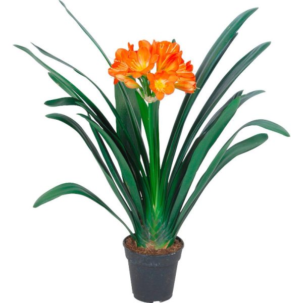 Klívia - Szobaliliom (Clivia)