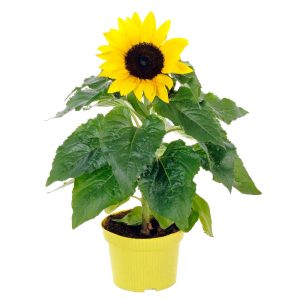 Napraforgó (Helianthus)