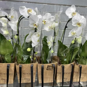 Orchydea hajlított, táskával (Phalaenopsis)